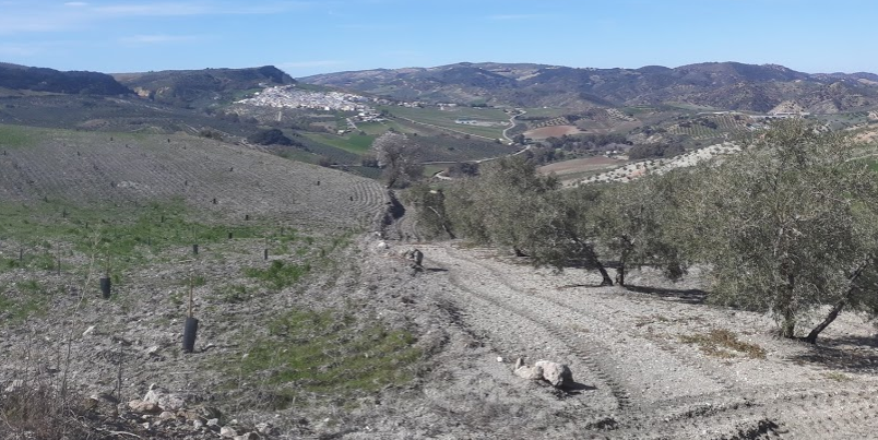Crónica de la Salida Algámitas - El Saucejo (03/02/2018) Camino de la Frontera