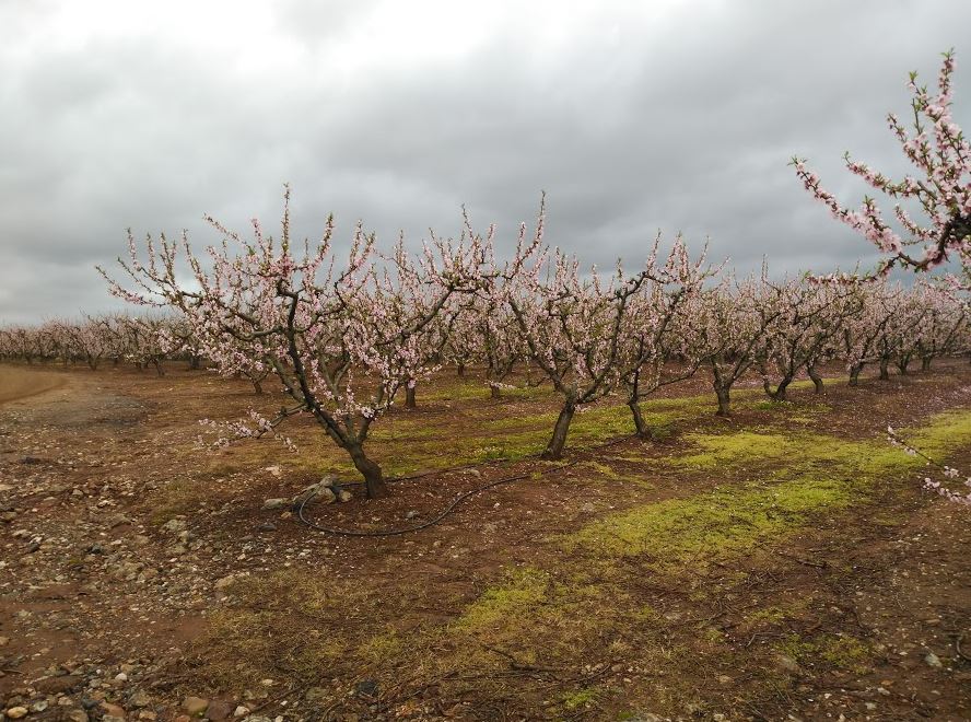 Crónica de la salida Lora del Río a Villanueva del Río del día  04/02/2017 (Camino de la Frontera)